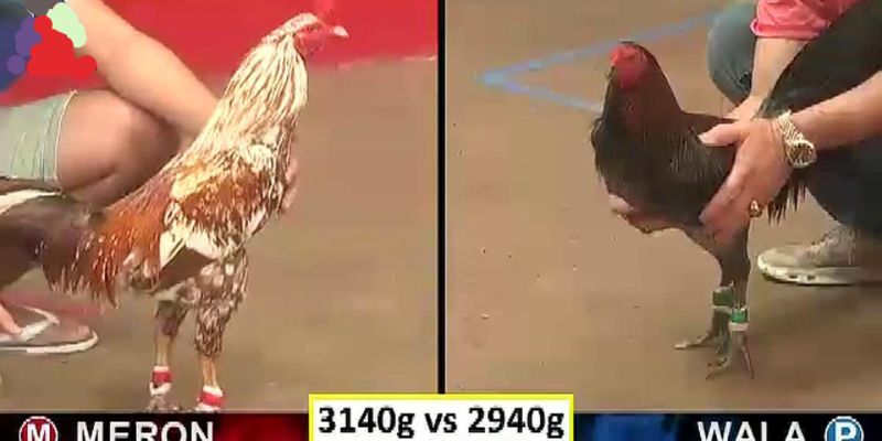 Nhiều hình thức đá gà C1 đặc sắc